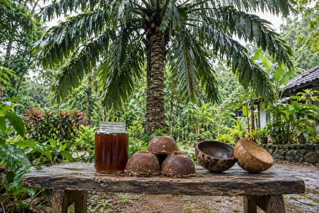 A jar of kithul treacle, domed jaggery blocks and coconut shell halves rest on a wooden bench beneath a garden palm.