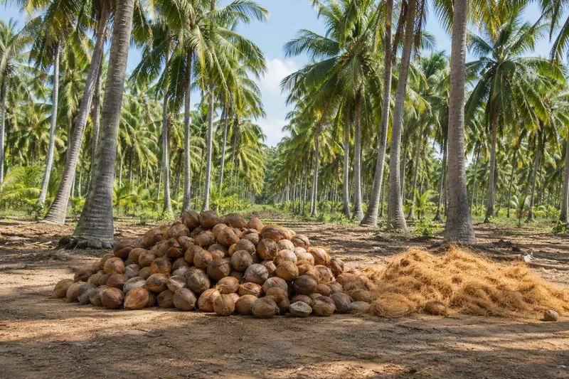 Rows of tall coconut palms behind a heap of husked coconuts and golden coir fibre drying on sunlit ground.