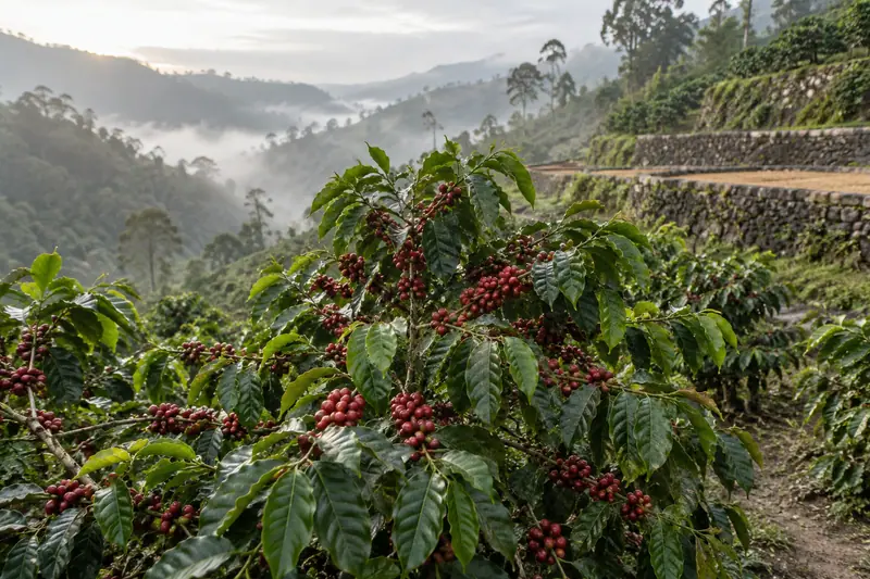 Coffee bushes laden with red cherries on a steep, misty hillside beside an old stone drying terrace.