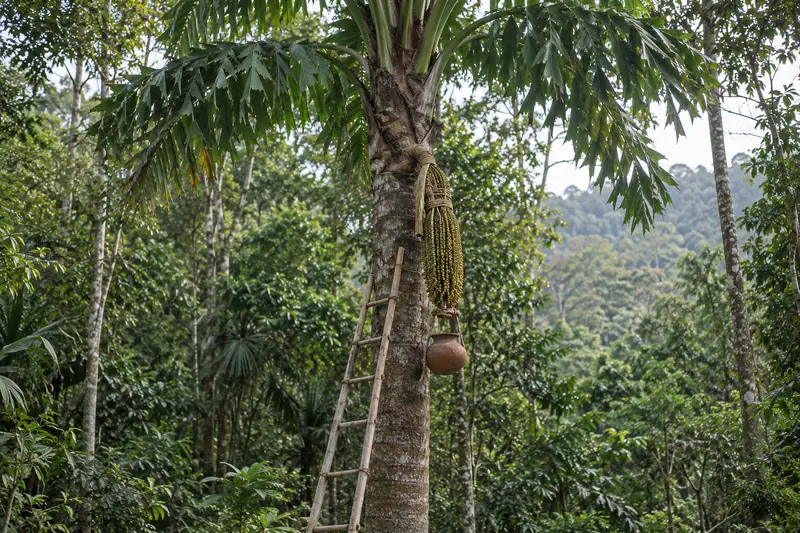 A fishtail palm with a bound hanging flower cluster, suspended clay pot and bamboo ladder amid lush forest.