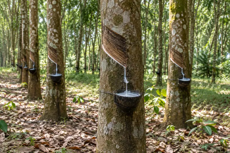 Rows of rubber trees with spiral tapping cuts and cups collecting white latex above a sun-dappled, leaf-covered ground.