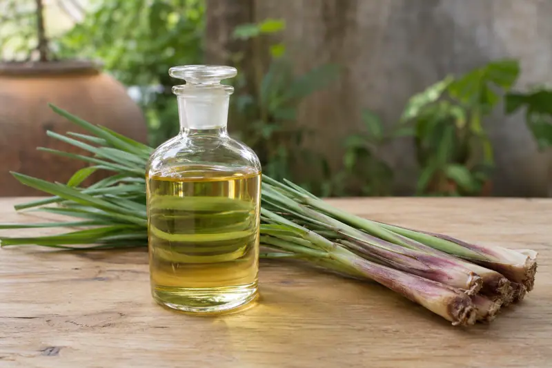 A clear glass bottle of golden citronella oil beside fresh green citronella grass with purple bases on a wooden table.