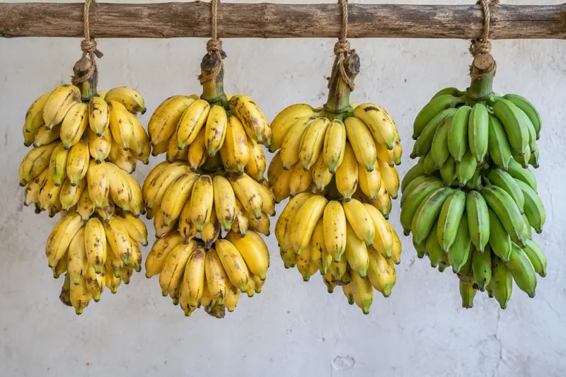 Three bunches of ripe yellow bananas and one green bunch hang from a wooden beam against a whitewashed wall.